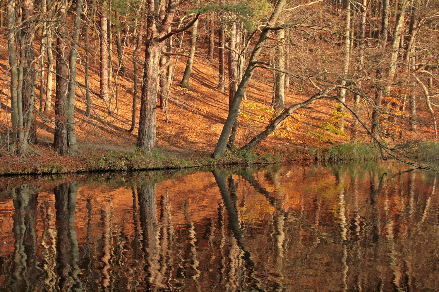 Herbstgold