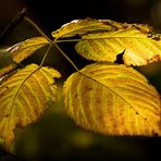 Herbstgold #2