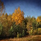 Herbstgold 2