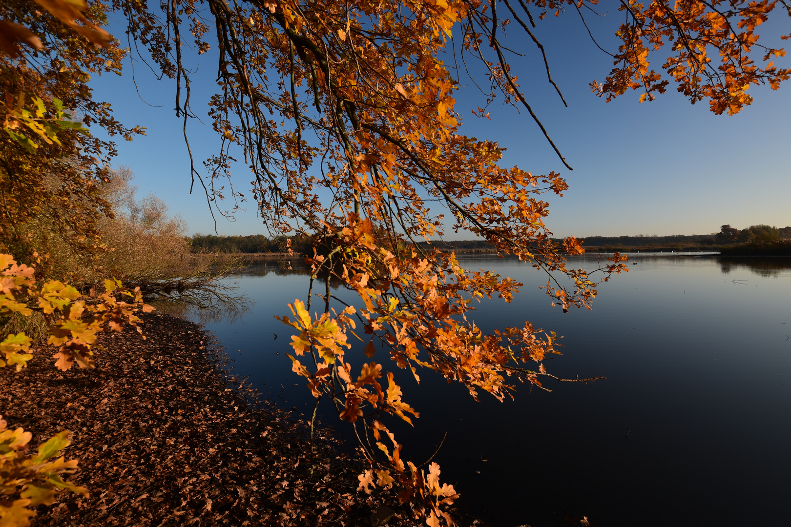 Herbstgold (2)