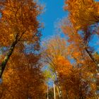 Herbstgold