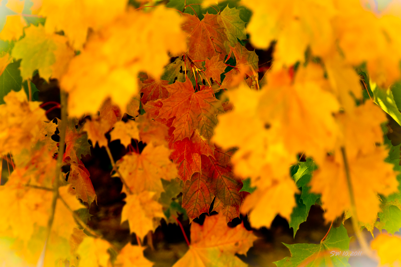 Herbstgold ...