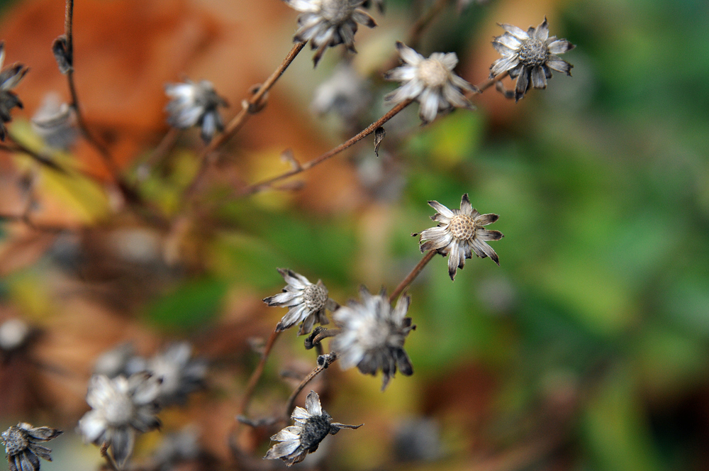 Herbstgold