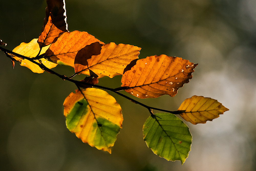 Herbstgold #4