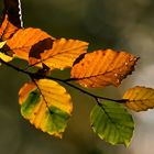 Herbstgold #4