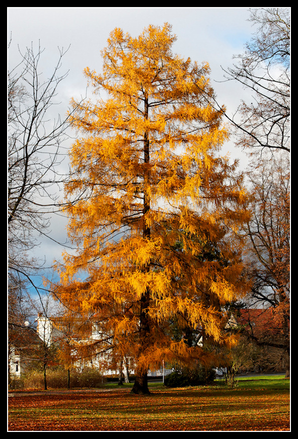 Herbstgold