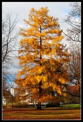 Herbstgold