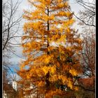 Herbstgold