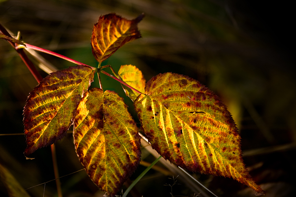 Herbstgold #5