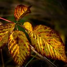 Herbstgold #5