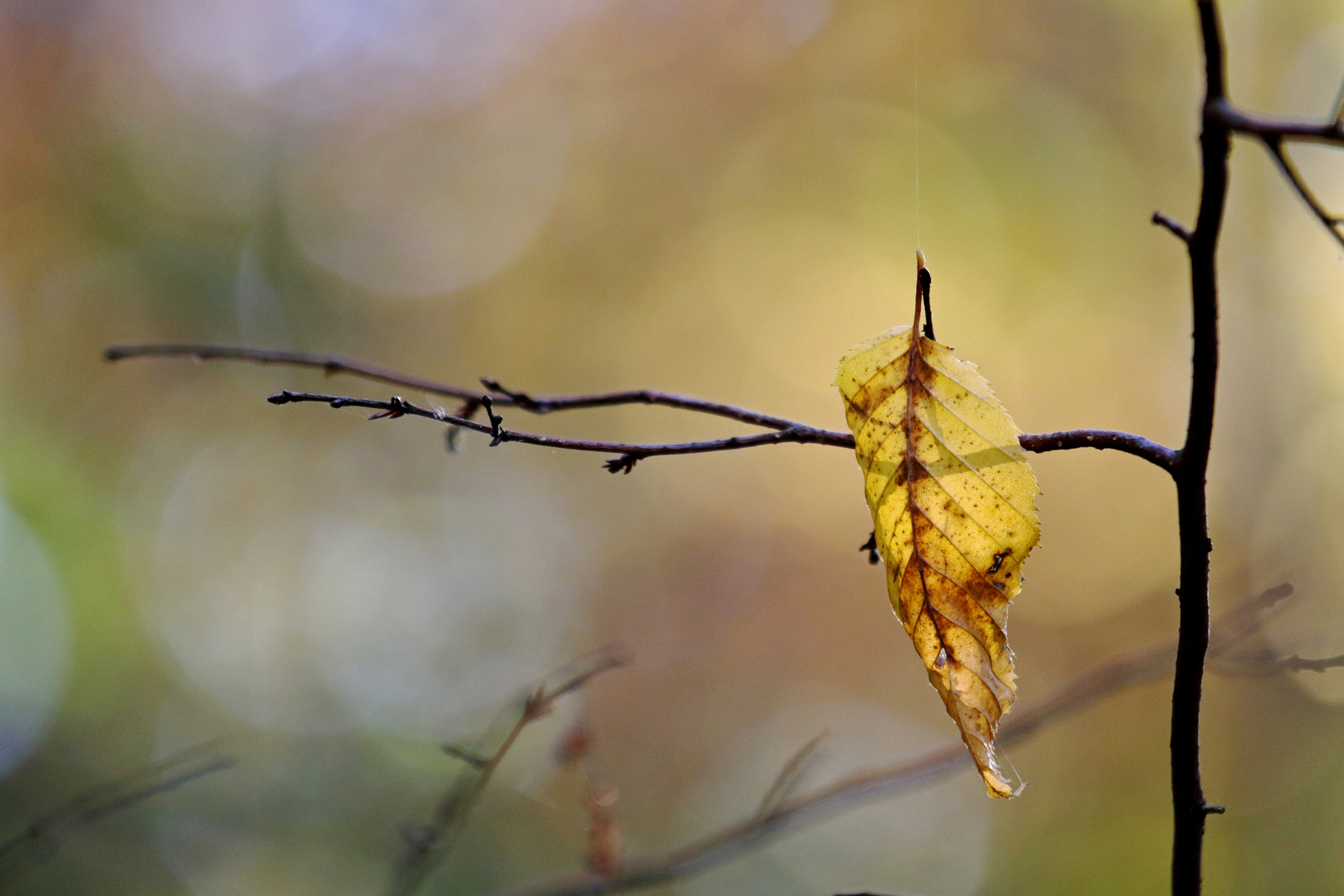 Herbstgold 