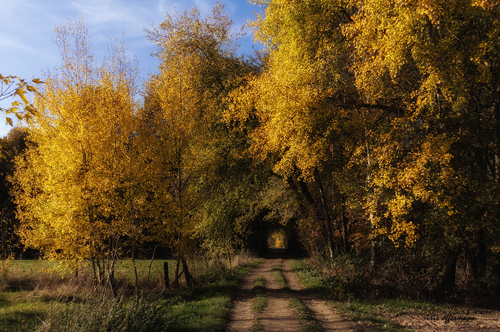 Herbstgold