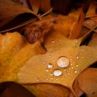 herbstgold