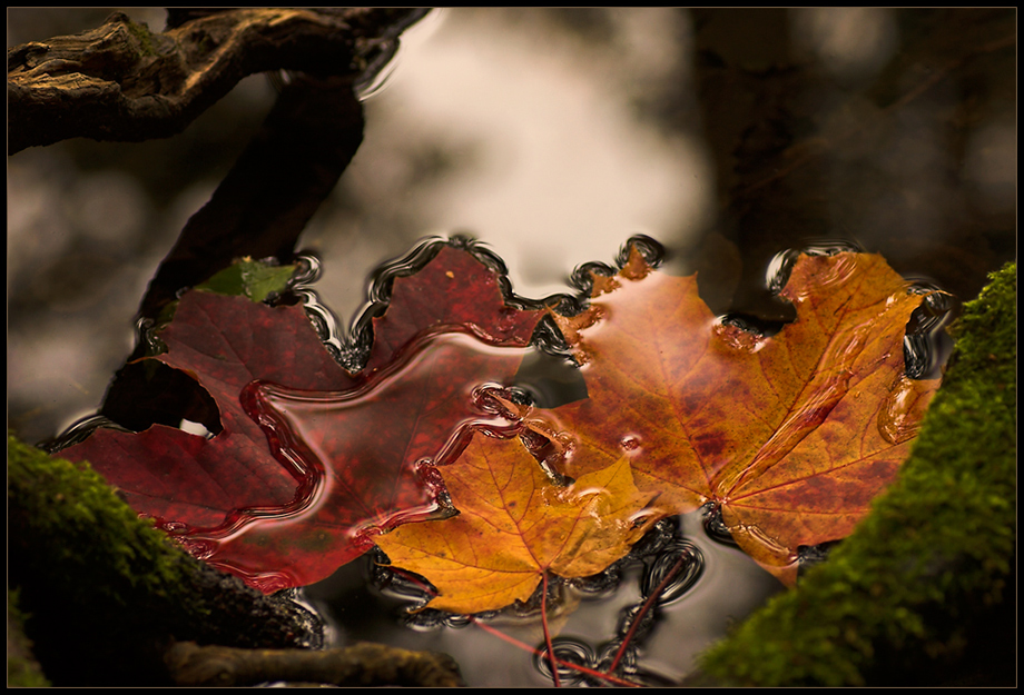 ~ Herbstgold ~