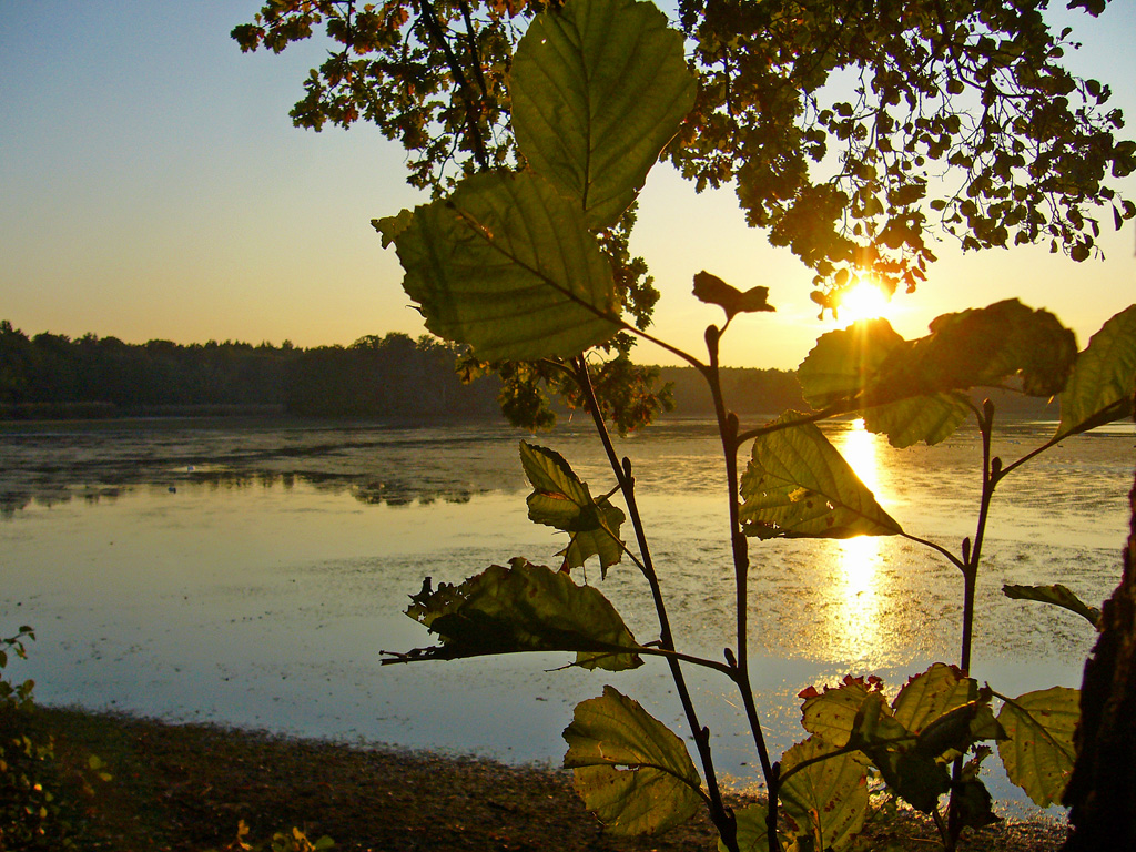 Herbstgold