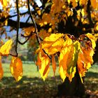 Herbstgold