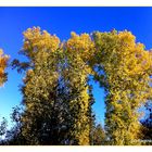 Herbstgold