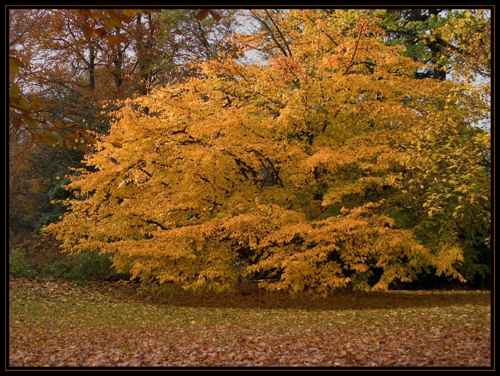 Herbstgold