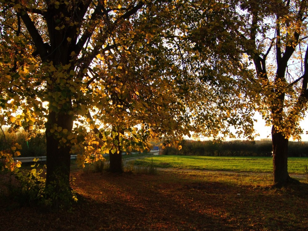 Herbstgold