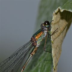 Herbstgold - altes Männchen der Gemeinen Weidenjungfer (Chalcolestes viridis)