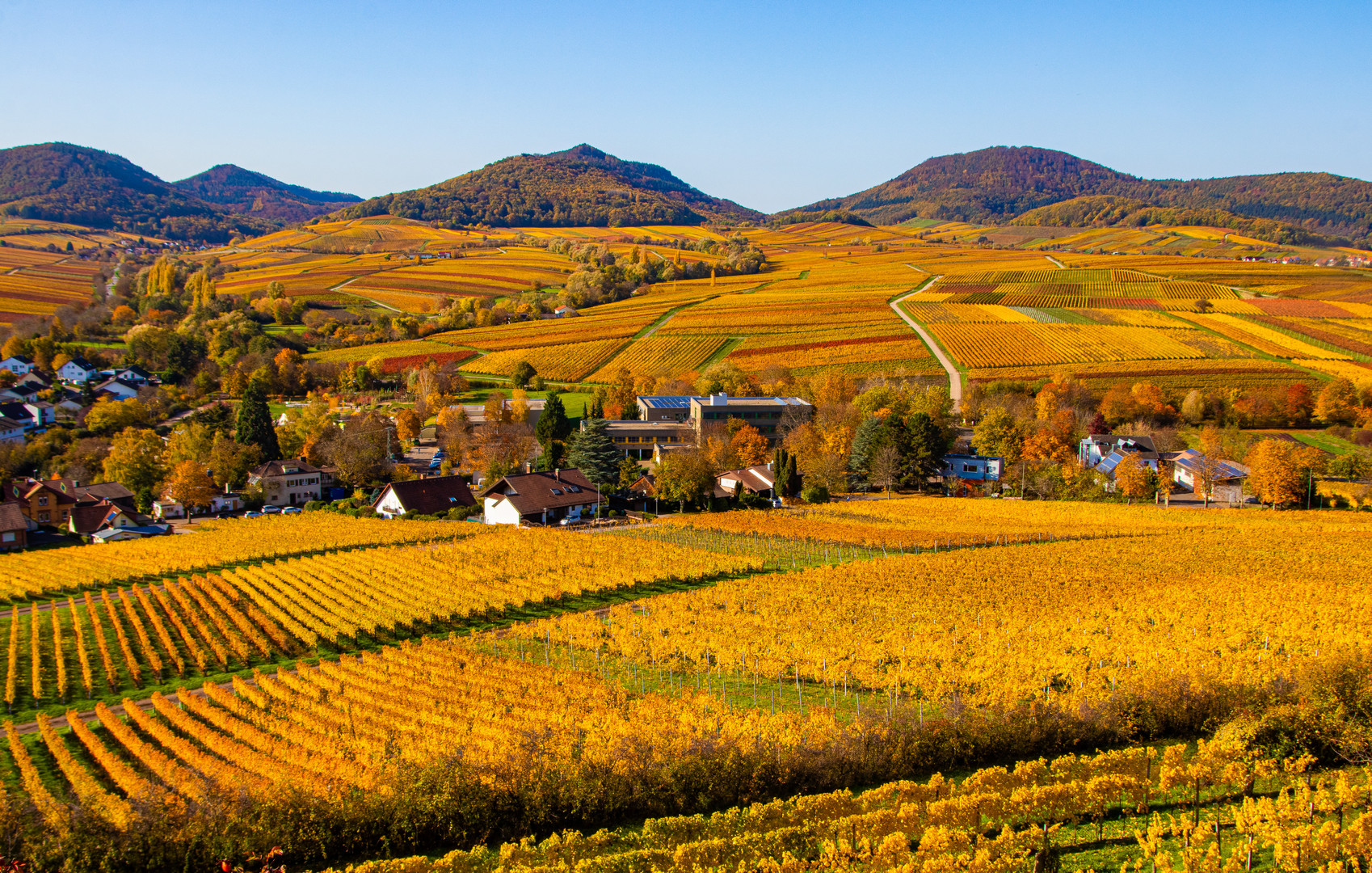 Herbstgold auf der Kleinen Kalmit