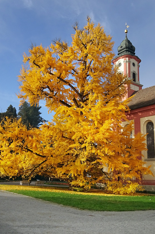 Herbstgold