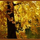 Herbstgold