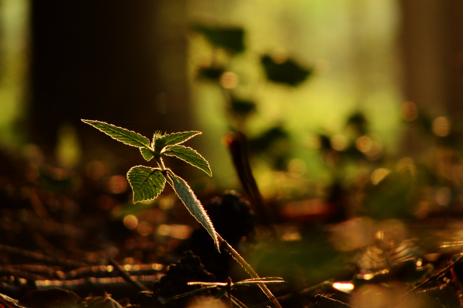 Herbstgold