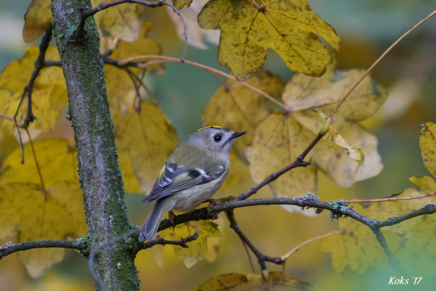 Herbstgold