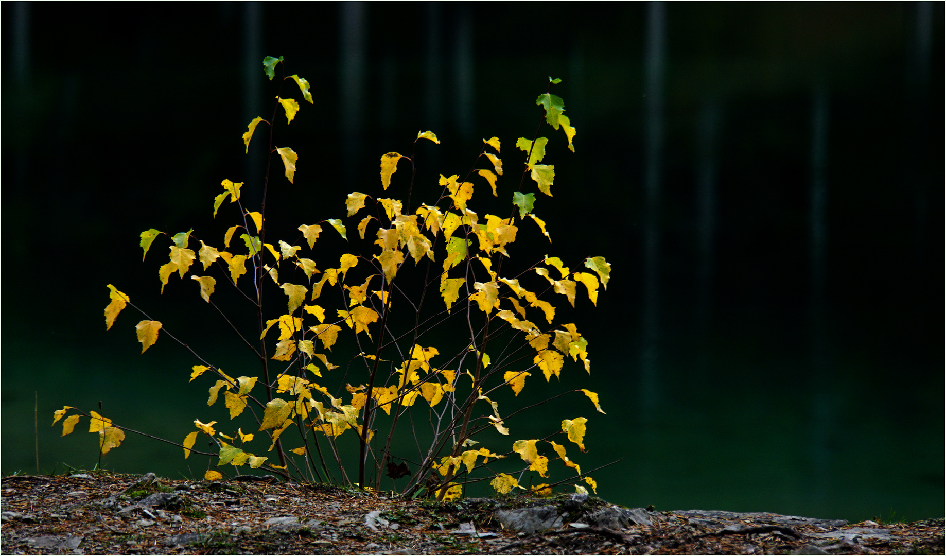 Herbstgold