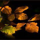 Herbstgold