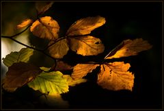 Herbstgold