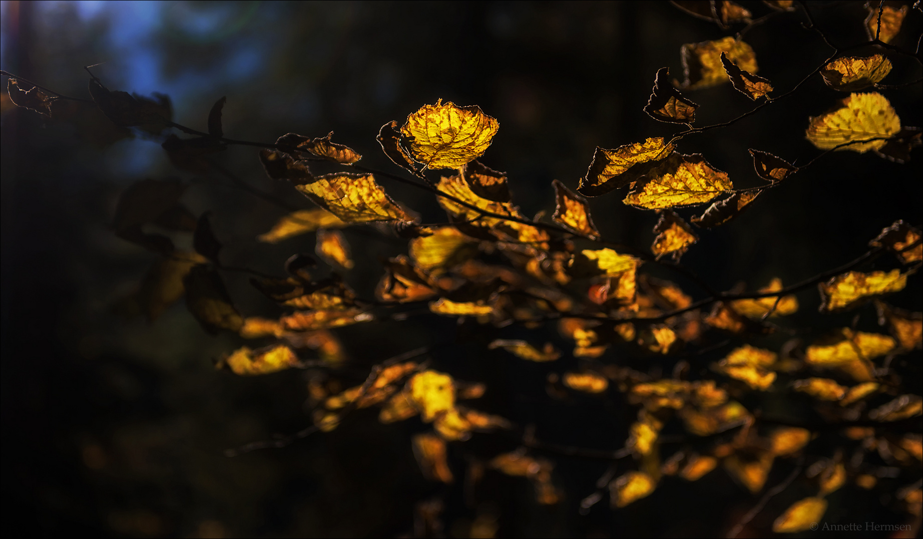 Herbstgold