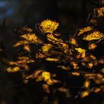 Herbstgold