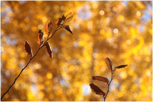 Herbstgold