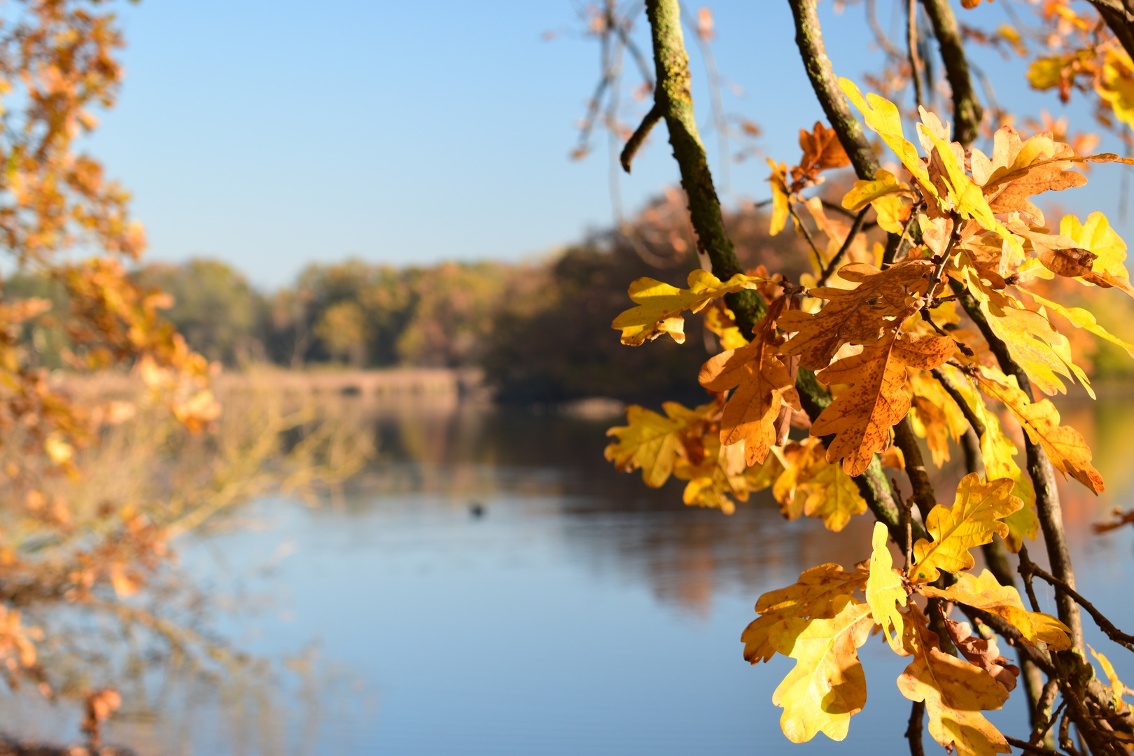 Herbstgold