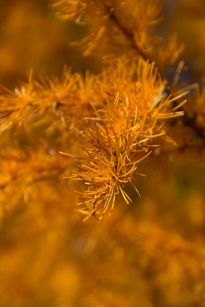 Herbstgold von Stefan Hilpoltsteiner 