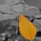 Herbstgold