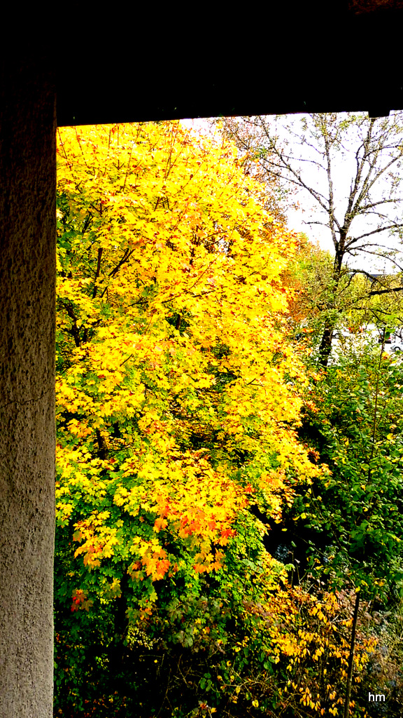 Herbstgold hinter der Stadtmauer Wangen