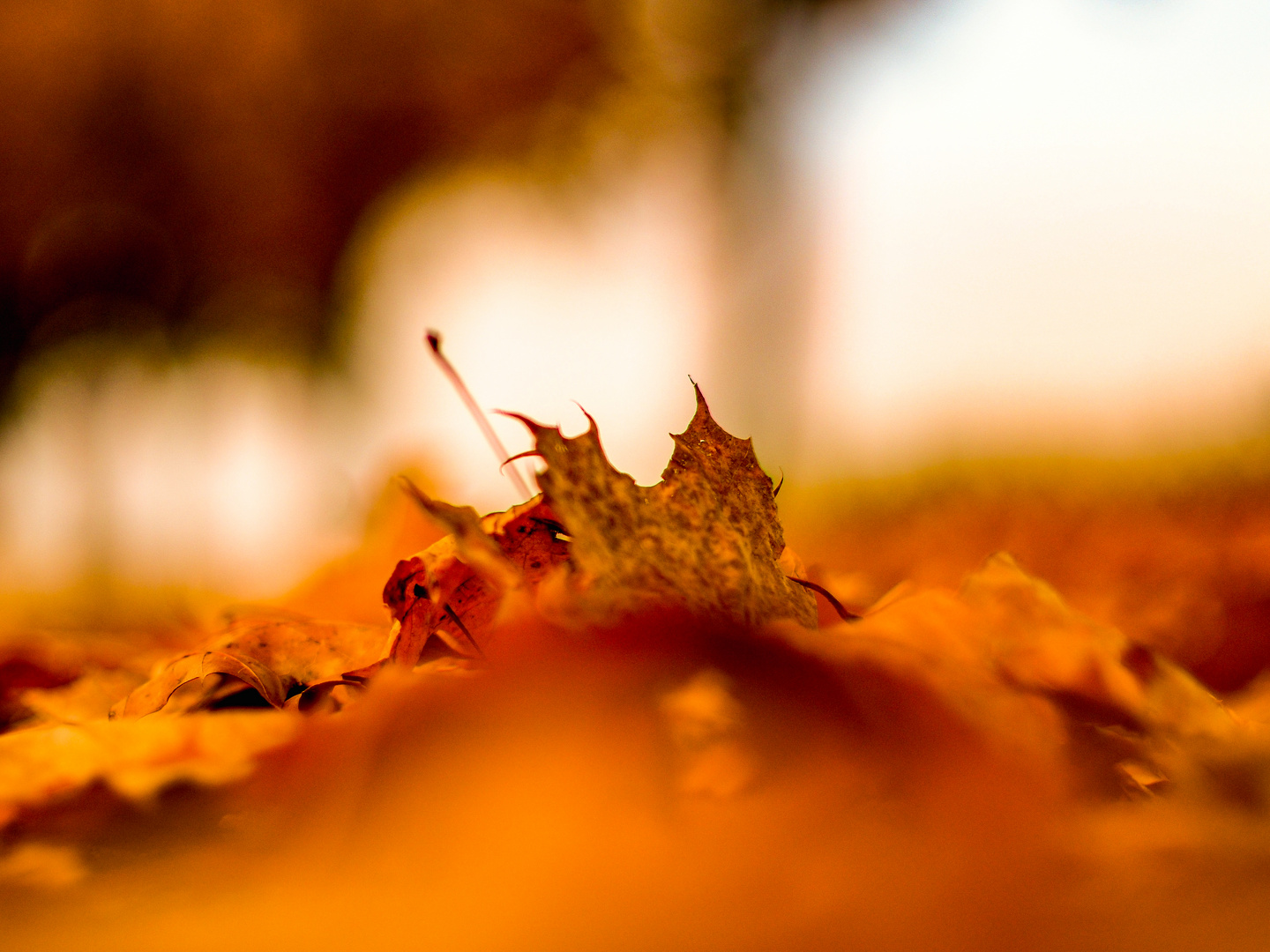 Herbstgold II