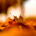 Herbstgold II