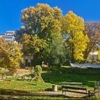 HERBSTGOLD im  Botanischer Garten Gera 