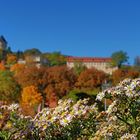 Herbstgold im Indian Summer Hofwiesenpark Gera 