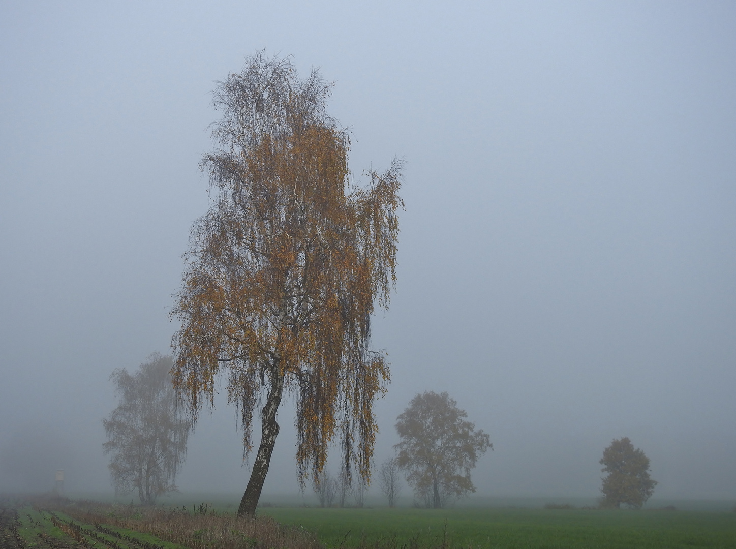 "Herbstgold im Schlafanzug"....