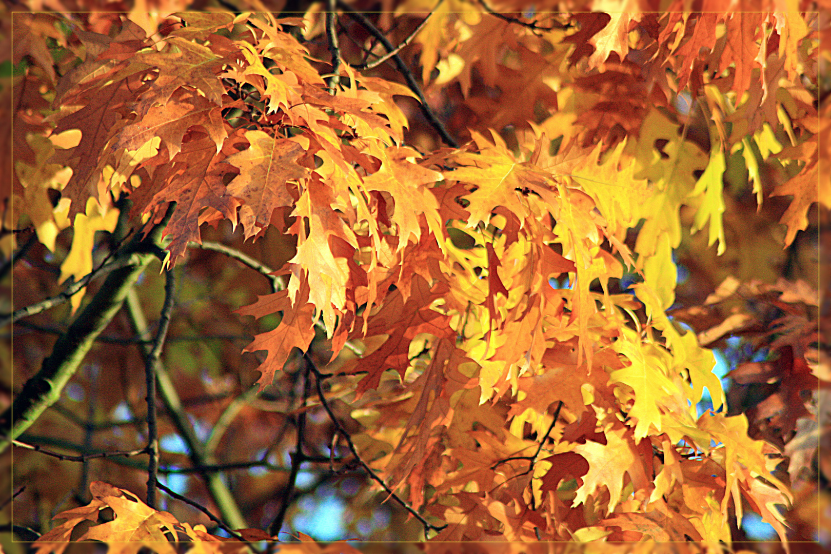 Herbstgold im Sonnenlicht