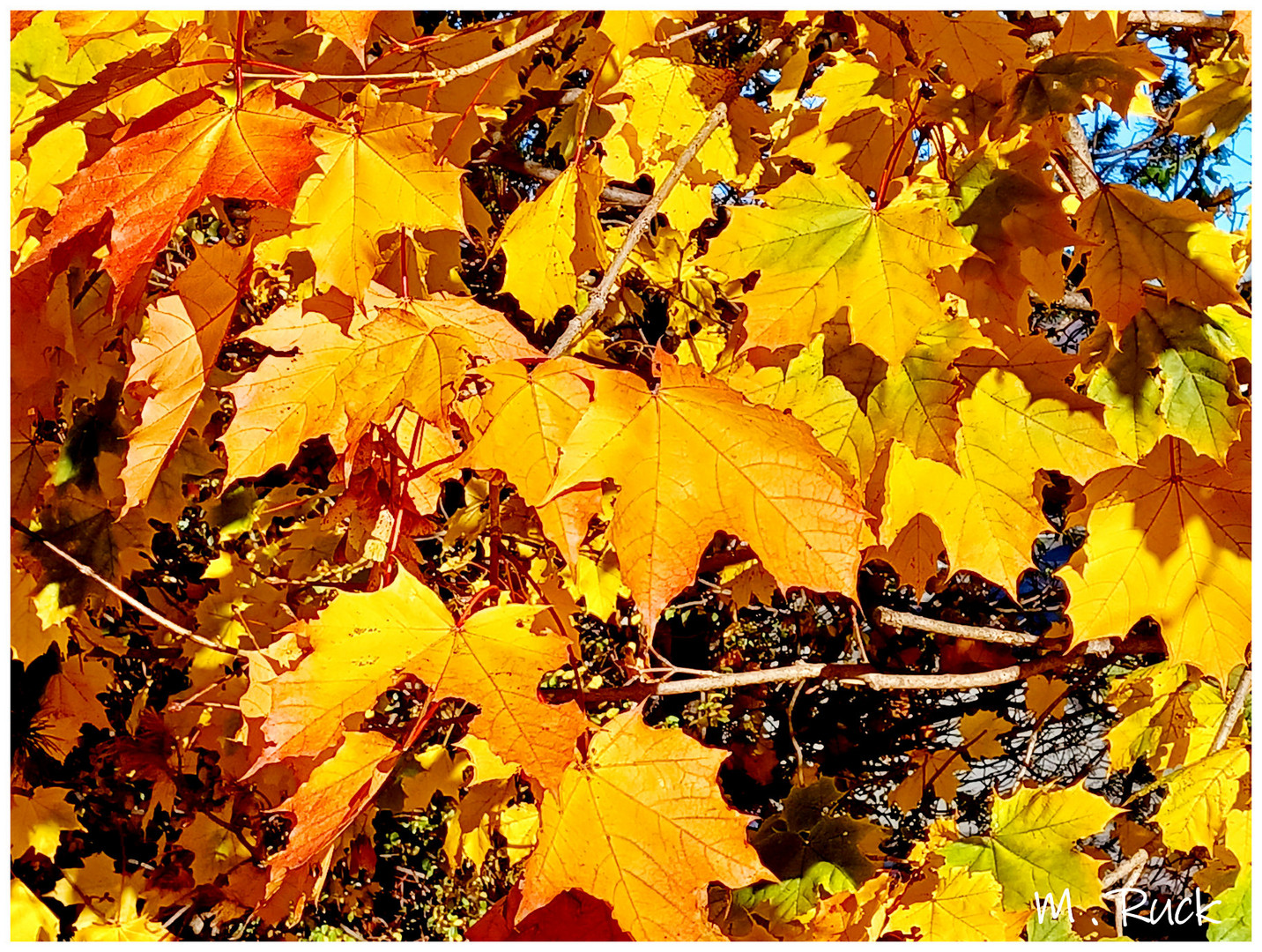 Herbstgold im wahrsten Sinne des Wortes !