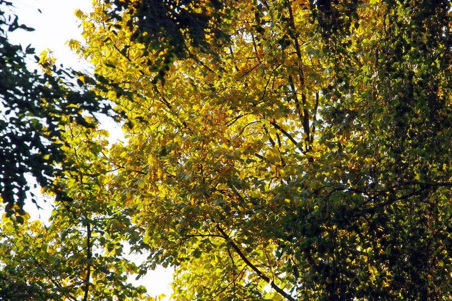 Herbstgold in den Bäumen...