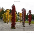 Herbstgold IV