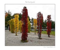 Herbstgold IV