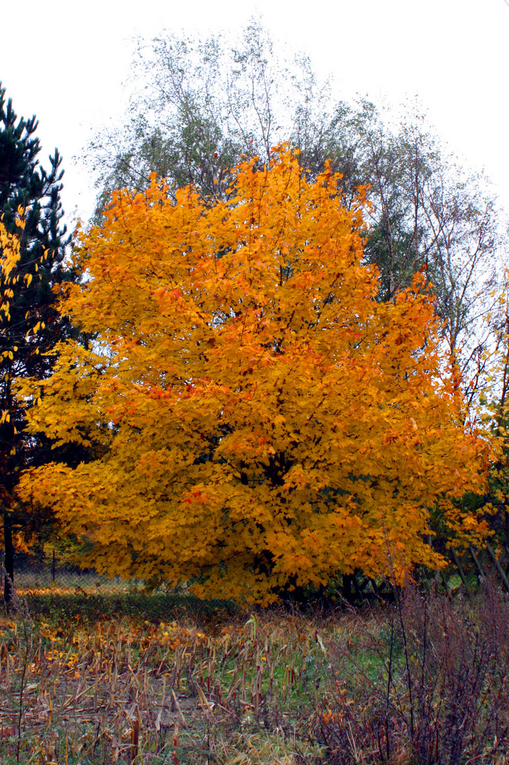 Herbstgold macht glücklich, aber nicht reich